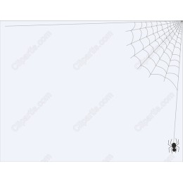 Elegant Spider Web