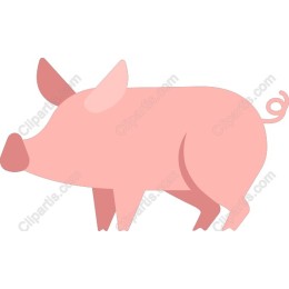 Playful Pig