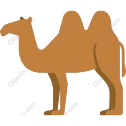Camel