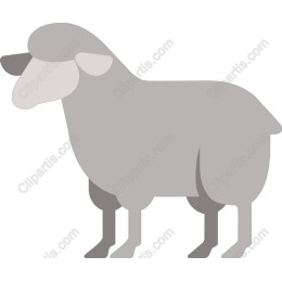 Adorable Sheep