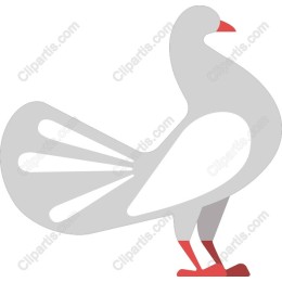 Stylish Pigeon