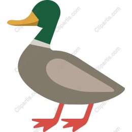 Vibrant Mallard Duck