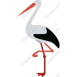 Stork - Elegant Bird