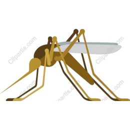 Mosquito - Modern in and