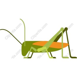 Grasshopper