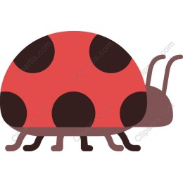 Charming Red Ladybug