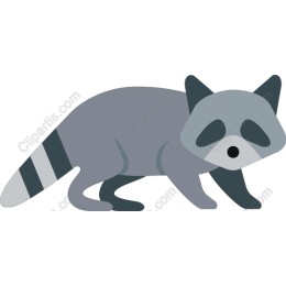 Raccoon - Playful