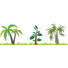Tropical Flora Collection