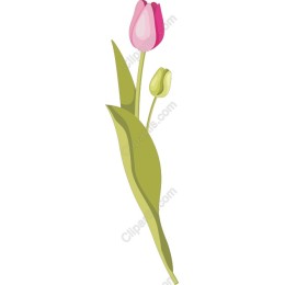Elegant Pink Tulip
