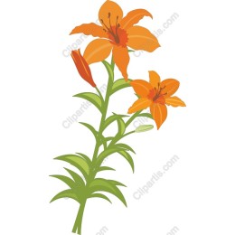 Vibrant Orange Lily