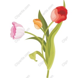 Charming Tulip