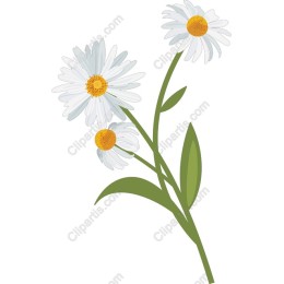 Charming Daisy