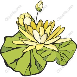 Yellow Water Lily