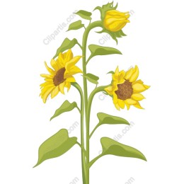 Vibrant Sunflower