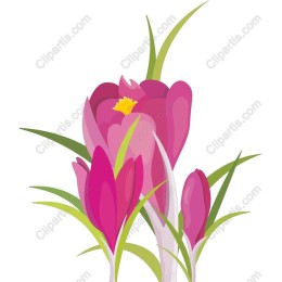 Crocus Blossoms