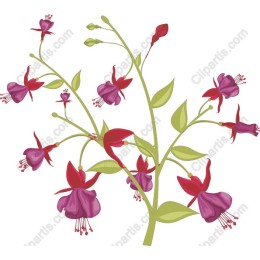 Fuchsia Floral
