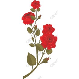 Elegant Red Roses
