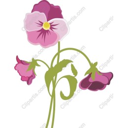 Pink Pansy Floral