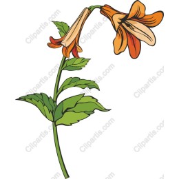 Vibrant Orange Lily