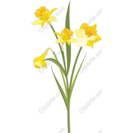 Vibrant Daffodil