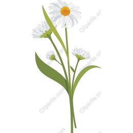 Daisy Flower