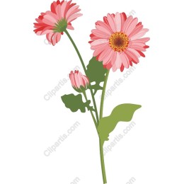 Vibrant Pink Gerbera Daisy