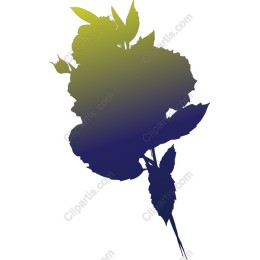 Elegant Rose
