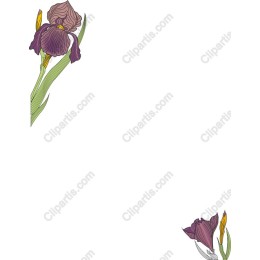 Iris Floral