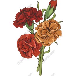 Vibrant Carnation Flower