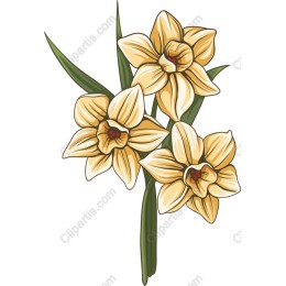Daffodil Delight