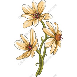 Yellow Flower