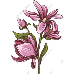 Pink Magnolia