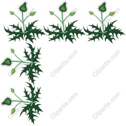 Thistle Plant