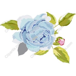Blue Peony