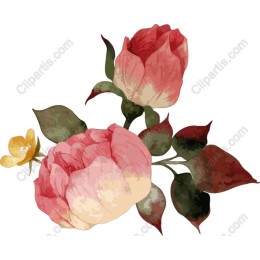 Elegant Pink Rose