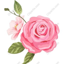 Elegant Pink Rose