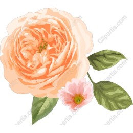 Peach Blossom