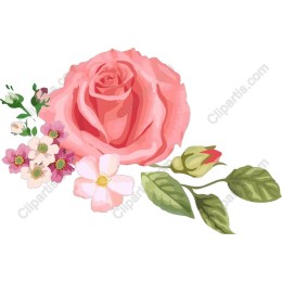 Elegance in Bloom: Pink Rose