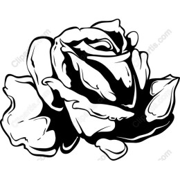 Elegant Black and White Rose