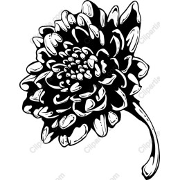Chrysanthemum Flower