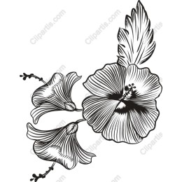 Hibiscus Floral