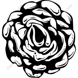 Black and White Rose
