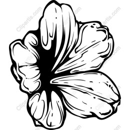 Elegant Black and White Flower