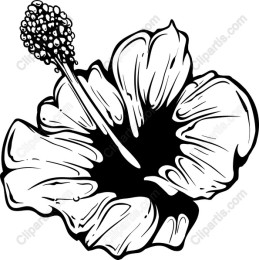 Tropical Hibiscus Flower