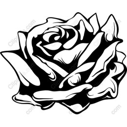 Black Rose