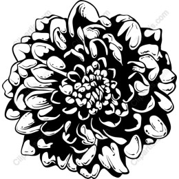 Elegant Black and White Floral