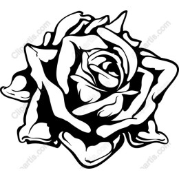 Elegant Black and White Rose