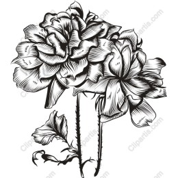 Elegant Black and White Floral Drawing