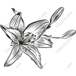 Elegant Lily