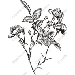 Elegant Black and White Rose
